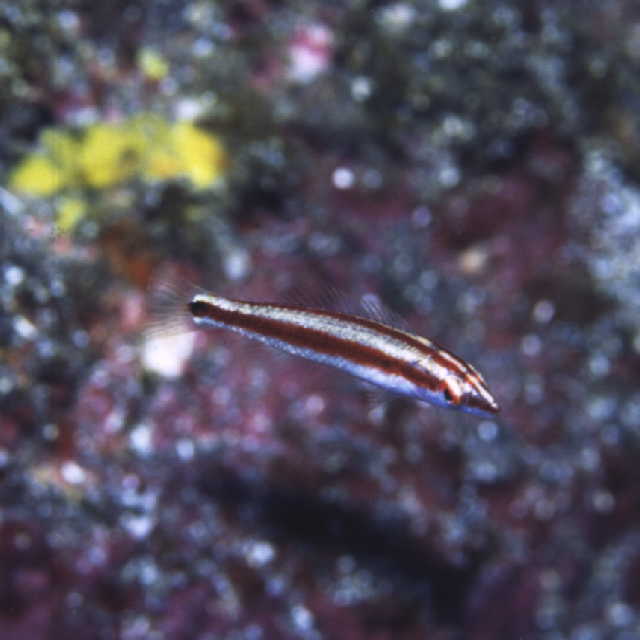 Halichoeres hartzfeldii